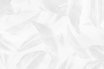 Wall Mural - gray calathea lutea leaf patterned background