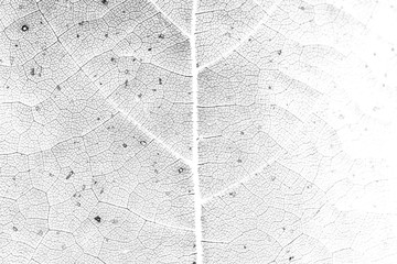 Wall Mural - leaf vein macro shot background