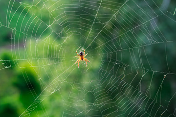 Spider on a web close up on a blurry green background in the sun.