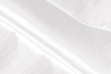 Wall Mural - gray banana leaf patterned background