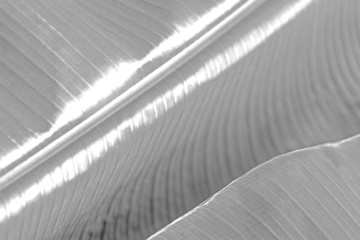 Wall Mural - abstract leaf textured background design