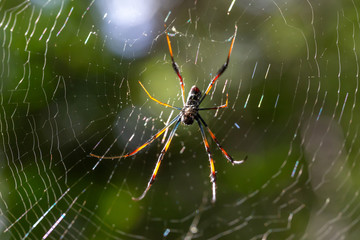 Sticker - Web with a spider, with a blurry green background