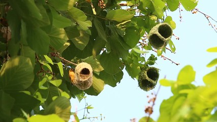 Sticker - Small bird and the nest , out door  Chiangmai Thailand