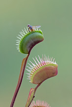 Fly Is Eaten By Carnivorous Green Plant (Venus Flytrap)