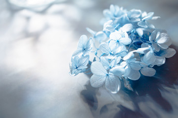 日本の花の紫陽花。梅雨・初夏の季節。