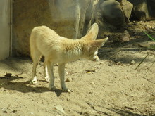 Fennec Fox In The Zoo. Fennec Looking Back. VULPES ZERDA
