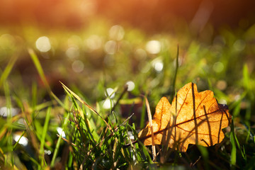 Poster - a golden brown autumn leaf at sunset lying on the green grass of an open meadow.