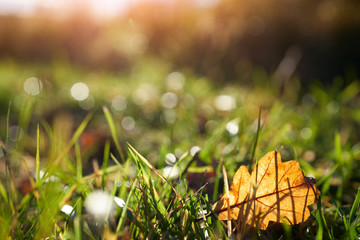 Poster - a golden brown autumn leaf at sunset lying on the green grass of an open meadow.