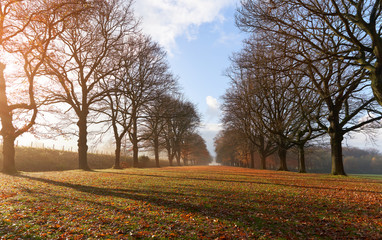 Wall Mural - autumn sunset over a treelined grass avenue with golden brown leaves on the ground.