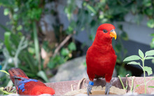 The red Lory, Red Eos Bornea