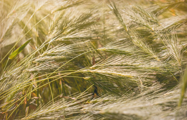 Wall Mural - Wild cereals growing on a sunny village field