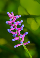 Sticker - exotic flower closeup