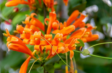 Sticker - exotic flower closeup