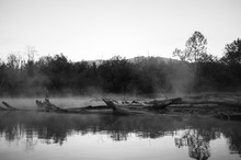 Old Blowdowns On The River Make For An Eerie Morning Scene.