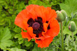 Close up of oriental poppy in red - papaver orientale