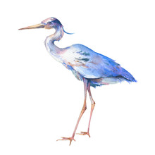 Heron Illustration. Hand Painted Bird Isolated On White Background.