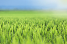 Young Green Barley On The Field Background, Green Backdrop With Sun Rays And Blue Sky