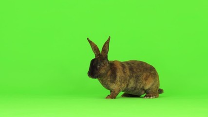 Wall Mural - Rabbit is jumping on a green screen.