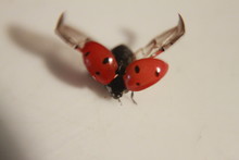 Close-up Of Ladybug Spreading Wings On Table