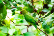 Indian Parrot sitting on the branch.