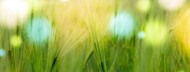 Wall Mural - Abstract blurred nature background wheat field. Abstract nature bokeh pattern