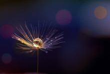 Shiny Dew Water Drop On Dandelion In Bokeh Background. Close-up Macro Dandelion Seed .