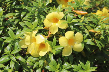 Wall Mural - Fleurs jaunes à Hué, Vietnam	