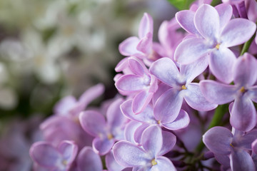 Wall Mural - Lilac flowers close up. Floral background