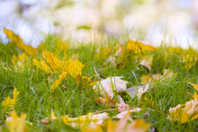 Yellow Fall Maple Leaves Green Grass Selective Focus