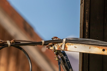 House sparrow showing his head