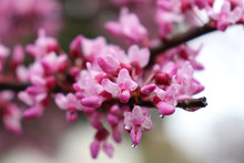 Closeup Of Rain Water Forming Droplets On Clusters Of Small Pink Flowers On Redbud Tree