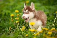 Husky Puppy Siberian Dog Outdoor In Spring