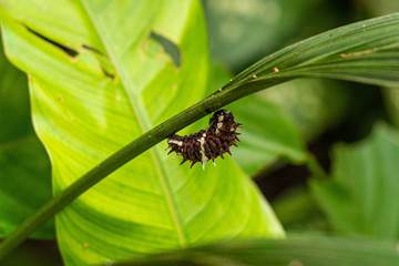 Caterpillar on leaf macro in nature