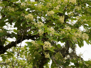 Poster - (Acer tartaricum) Érable de Tartarie ou érable du fleuve Amour aux panicules de fleurs blanc-crème, au feuillage dense, découpé vert brillant, plus clair au revers