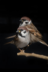 two sparrow sitting on a branch on a black background