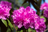 Fototapeta Tęcza - Close-up view of a branch of rhododendron 