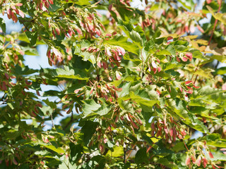 Poster - Acer tartaricum | Érable de Tartarie ou érable du fleuve Amour au feuillage vert brillant, nervuré pétiole pourpré, aux samares ailés vert et rouge vif en fin de printemps