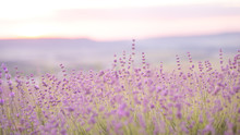 Lavender Field Closeup View. Purple Lavender Garden. Spa Essential Oil Of Beautiful Herbs.