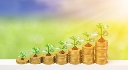 Investment growth concept with growing stack of coins and tree with nature background