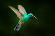 Hummingbird flight. Green Violet-ear, Colibri thalassinus, flying in the nature tropical wood habitat, red flower, Tapanti NP, Costa Rica. Wildlife scene from jungle. 