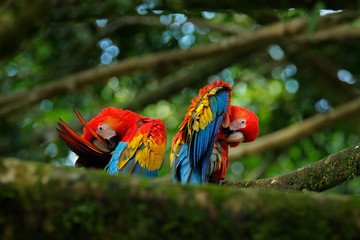 Bird love. Pair of big parrots Scarlet Macaw, Ara macao, in forest habitat. Two red birds sitting on branch, Brazil. Wildlife love scene from tropical forest nature.