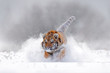 Tiger, cold winter in taiga, Russia. Snow flakes with wild Amur cat.  Tiger snow run in wild winter nature. Siberian tiger, Panthera tigris altaica. Action wildlife scene with dangerous animal.