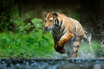 Wall Mural - Amur tiger playing in the water, Siberia. Dangerous animal, tajga, Russia. Animal in green forest stream. Siberian tiger splashing water.