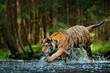 Amur tiger playing in the water, Siberia. Dangerous animal, tajga, Russia. Animal in green forest stream. Siberian tiger splashing water.
