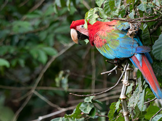 Wall Mural - Closeup of a wild Red-and-green Macaw (Ara chloropterus) in the tropical rainforest, Peru