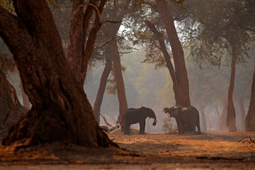 Elephant at Mana Pools NP, Zimbabwe in Africa. Big animal in the old forest, evening light, sun set. Magic wildlife scene in nature. African elephant in beautiful habitat. Art view in nature.