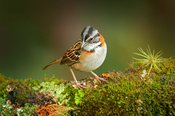 Wall Mural - Rufus-collared Sparrow, Zonotrichia capensis, exotic tropical blue bird from Costa Rica. Birdwatching in South America. Tanager in habitat, sitting on the larch moss tree branch.