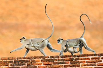 Wall Mural - langur in town. mother and young running on the wall. wildlife of sri lanka. common langur, semnopit