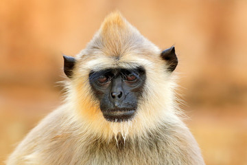 Wall Mural - monkey family. mother and young running on the wall. wildlife of sri lanka. common langur, semnopith