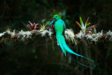 Wall Mural - Quetzal, Pharomachrus mocinno, from  nature Costa Rica with green forest. Magnificent sacred mistic green and red bird. Resplendent Quetzal in jungle habitat. Widlife scene from Costa Rica.